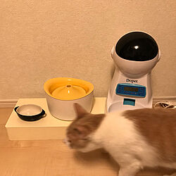 猫のいる暮らし/DIY/リビング/食事台のインテリア実例 - 2020-02-14 23:47:53