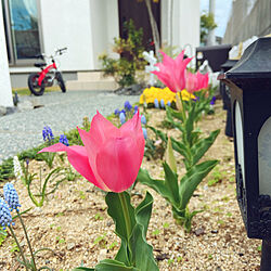 花壇の花/いいね！ありがとうございます◡̈♥︎/お庭のある暮らし/こどもと暮らす/いつもありがとうございます♡...などのインテリア実例 - 2021-04-07 17:11:43