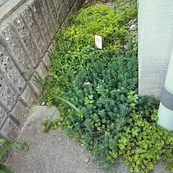 壁/天井/ガーデン雑貨/グリーンのある暮らし/成長記録/多肉植物...などのインテリア実例 - 2023-05-11 18:49:00