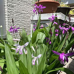 紫蘭の花/花とグリーンのある暮らし/いいね♪ありがとうございます♡*./見て下さって感謝です♡/玄関/入り口のインテリア実例 - 2020-05-05 11:36:13