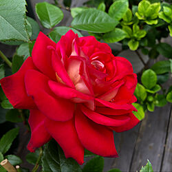 希望/ガーデン雑貨/お花が好き/癒し/薔薇...などのインテリア実例 - 2022-05-23 19:13:16