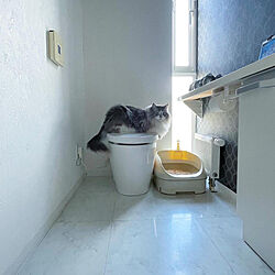 猫ちゃん想い/ねこと暮らす/ニャンとも清潔トイレ/ねこのいる日常/猫トイレ...などのインテリア実例 - 2022-05-26 09:23:55
