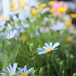 キッチン/ガーデニングが好き/花のある暮らし/植物のある暮らし/一人暮らしインテリア...などのインテリア実例 - 2023-04-13 08:34:26