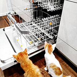 キッチン/#ミーレ/#食洗機/ねこと暮らす/猫のインテリア実例 - 2022-06-03 14:06:45