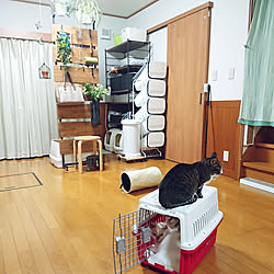 部屋全体/ねこと暮らす/ダイソー/猫ベッド/雑貨...などのインテリア実例 - 2021-08-13 20:50:09