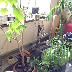 キッチン/植物のインテリア実例 - 2014-02-18 09:25:11
