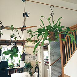 壁/天井/観葉植物/植物/アイビー/観葉植物のある部屋...などのインテリア実例 - 2017-06-01 08:36:10