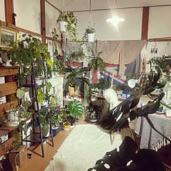 熱帯性植物/アンティーク イギリスの机/自分の好きなものたちに囲まれて幸せ/空間づくり/小さなお部屋...などのインテリア実例 - 2022-01-16 20:27:55