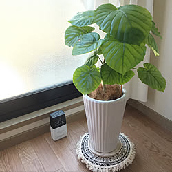 みどりのある暮らし/観葉植物/ウンベラータ/虫対策/インテリア...などのインテリア実例 - 2020-06-23 17:40:07