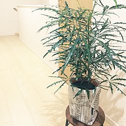 玄関/入り口/観葉植物/ダイソー/100均/シンプル...などのインテリア実例 - 2017-01-18 22:57:23