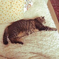 ベッド周り/IKEA/猫のインテリア実例 - 2014-12-05 14:07:32