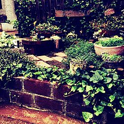 玄関/入り口/小さなお庭/煉瓦DIY/植物/雑貨...などのインテリア実例 - 2016-05-31 05:29:23