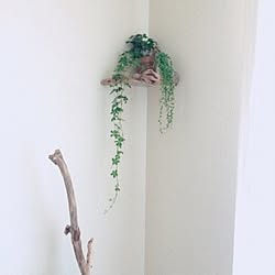 棚/100均/DIY/ハンドメイド/グリーン...などのインテリア実例 - 2016-05-09 18:18:17