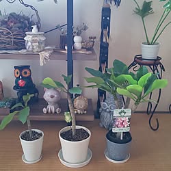 棚/観葉植物のある暮らし/夏/いいね！押し逃げばかりでごめんなさい。/タイムライン訪問が追いつかなくて...などのインテリア実例 - 2023-07-09 22:09:47