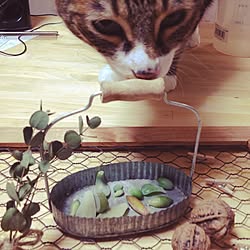 部屋全体/多肉植物/セリア/ねこ部のインテリア実例 - 2014-03-16 23:41:39