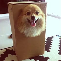 部屋全体/My Dogのインテリア実例 - 2013-12-21 20:33:57