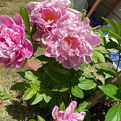 庭/何時もありがとうございます/芍薬の花/戸建て/見て頂き感謝です♪...などのインテリア実例 - 2022-05-05 13:09:33