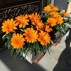 玄関/入り口/ガーデニング/植物/オレンジ色/花のある暮らし...などのインテリア実例 - 2015-11-13 10:28:54