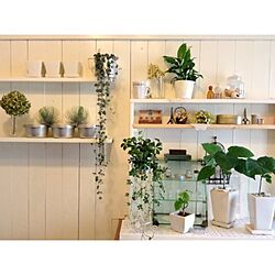 棚/DIY/DIY棚/植物/DIY板壁のインテリア実例 - 2013-09-07 14:16:15