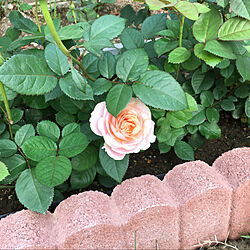 ピンクの薔薇/薔薇って難しい/薔薇/机/バラのインテリア実例 - 2020-06-04 19:12:15