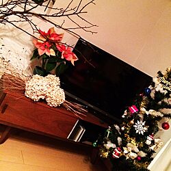 リビング/ポインセチア/クリスマスツリー/植物/ドライフラワー...などのインテリア実例 - 2014-12-17 00:21:08