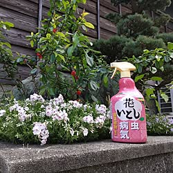 玄関/入り口/ガーデニング/花のある暮らし/害虫対策/アースガーデン...などのインテリア実例 - 2024-04-10 08:24:30