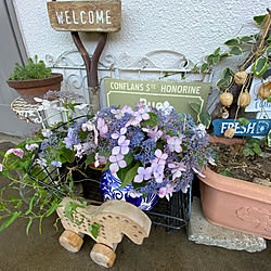 玄関前の花/優しいご近所さん/いただいた紫陽花/ナチュラルインテリア/団地...などのインテリア実例 - 2021-06-10 09:14:02