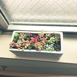 机/寄せ植え♥︎/多肉植物のインテリア実例 - 2017-02-18 12:22:56