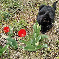 庭/黒猫/チューリップ/４月14日のインテリア実例 - 2019-04-14 12:01:21