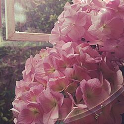 リビング/ピンク/かわいい/紫陽花のインテリア実例 - 2017-06-15 23:37:37