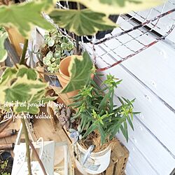 玄関/入り口/多肉/Gemiガーデン/植物/DIYのインテリア実例 - 2014-07-25 13:56:16