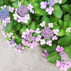 玄関/入り口/紫陽花/花のある暮らし/植物のある暮らし/いやしの空間...などのインテリア実例 - 2020-06-15 21:15:16