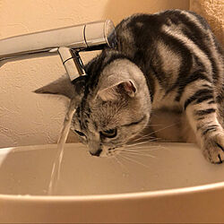 猫あるある/トイレ手洗い/うちの猫☺︎/バス/トイレのインテリア実例 - 2020-03-10 23:03:54