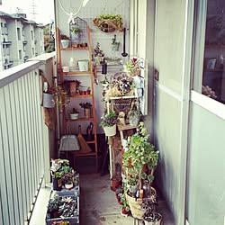 部屋全体/団地/ベランダ模索中/多肉植物/ベランダガーデ二ング...などのインテリア実例 - 2014-11-29 15:04:44