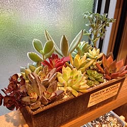 棚/多肉植物/寄せ植え/植物/リメ缶...などのインテリア実例 - 2014-11-02 17:21:33