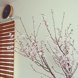 リビング/桜の枝/DIY ブラインド/賃貸のインテリア実例 - 2016-03-26 11:01:57