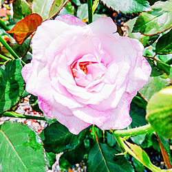 玄関/入り口/バラ/美しい薔薇/咲いてくれてありがとう♡/薔薇のある暮らし♡...などのインテリア実例 - 2021-07-12 10:34:16