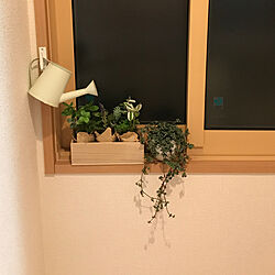 ピレア グラウカ グレイジー/観葉植物を、置きたいのっ/ダイソー/壁/天井のインテリア実例 - 2018-04-29 19:03:30