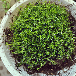 サギナ/観葉植物/観葉植物/一人暮らし/カフェ風...などのインテリア実例 - 2020-05-17 12:33:43