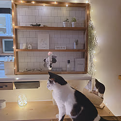 猫と暮らす家/韓国インテリア/DIY棚/照明好き/フェイクグリーンのインテリア実例 - 2022-12-13 22:42:39