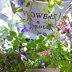 二階のベランダの花たち/ラミウムフルマンズラライドだって！/ブルーのロベリアも好き！/緑と花と暮らす/花と緑のある暮らし...などのインテリア実例 - 2019-05-26 06:21:28