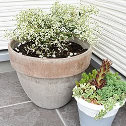 玄関/入り口/植物のある暮らし/ユーフォルビア/多肉植物/多肉植物寄せ植えのインテリア実例 - 2017-06-28 20:25:31