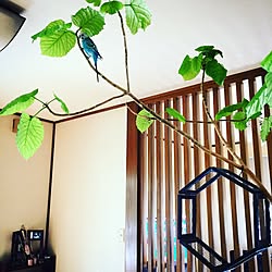 部屋全体/セキセイインコ/観葉植物/ウンベラータ/100均...などのインテリア実例 - 2016-07-27 12:26:18