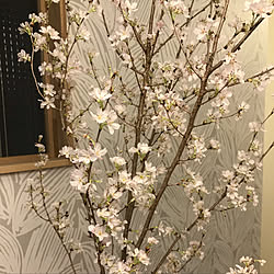 チェッカーガラスの窓/枝もの/花見/ダイニングテーブル/桜...などのインテリア実例 - 2019-04-03 19:58:44