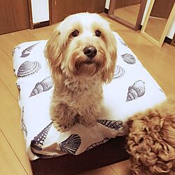 リビング/mix犬/ダップー/愛犬のインテリア実例 - 2015-04-01 17:29:27