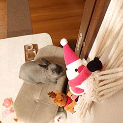 部屋全体/クリスマス/うさぎ/うさぎと暮らす/うさぎの放し飼い...などのインテリア実例 - 2023-11-10 09:51:25