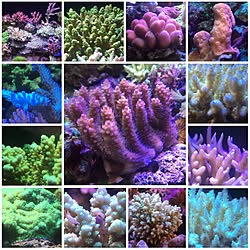 aquariumのインテリア実例 - 2016-11-13 10:40:18