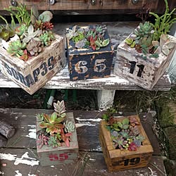 junk塗装/多肉植物/ボックス/植物/男前...などのインテリア実例 - 2015-02-13 17:20:58