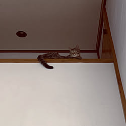 壁/天井/猫のいる日常/猫のいる暮らし/猫と暮らす/ねこのいる日常...などのインテリア実例 - 2020-03-28 12:42:52