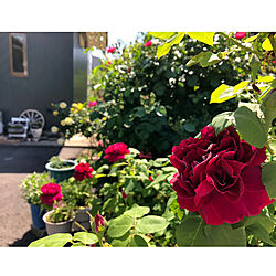 真っ赤な薔薇/庭のある暮らし/バラ/玄関/入り口/季節の花...などのインテリア実例 - 2019-05-25 14:26:06
